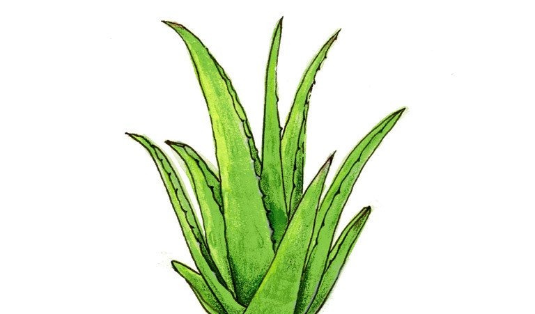 Aloe Vera: Nature’s Healing Plant