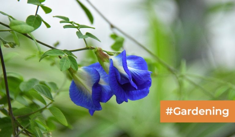 aparajita-plant-vastu-care-tips