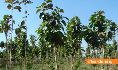  mighty-sagwan-tree-uses-benefits-care-guide